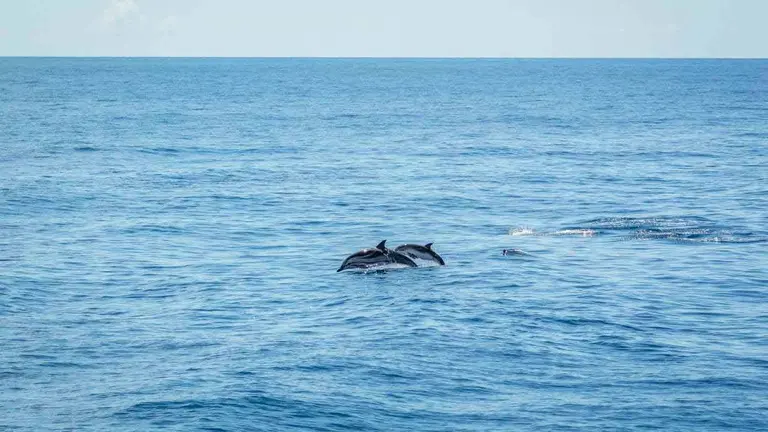 Avistamiento de cetáceos en la Reserva de la Biosfera de Lanzarote