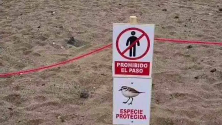 animales