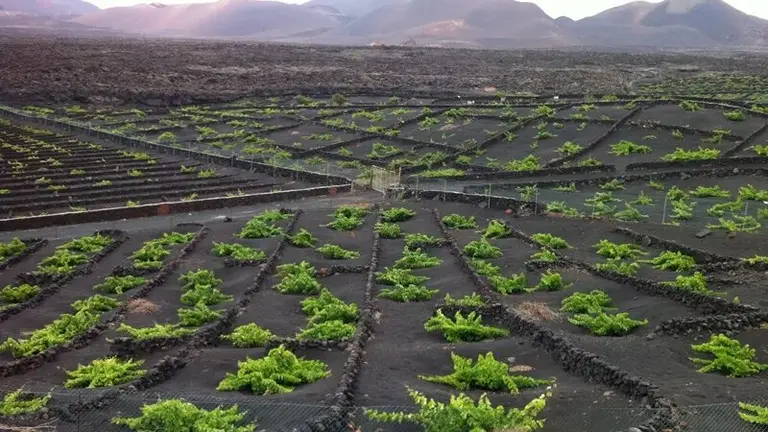 Viñedos en La Geria.