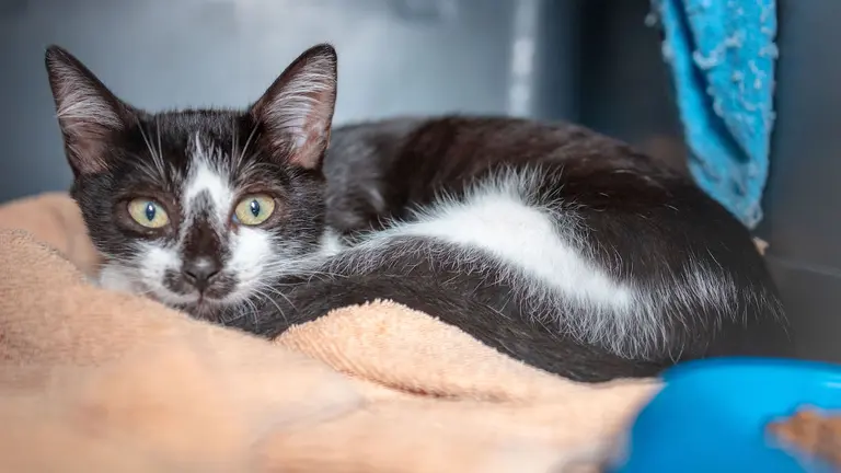 Juanito, macho de 3 meses en adopción. Foto Protectora SARA.