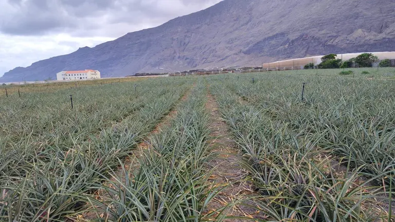 Plantación de piña tropical de Frutas de El Hierro S.A.T.