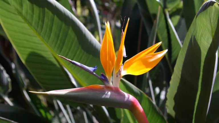Strelitzia o ave del paraíso.