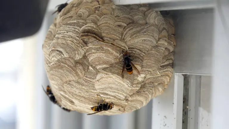 Nido de avispas. Imagen de archivo.