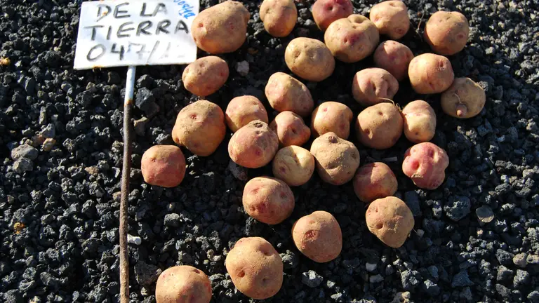 Papas de Los Valles, antes del alza de precios.