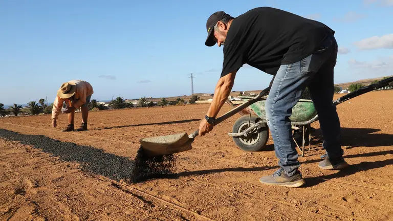 Canteros de cebollinos.
