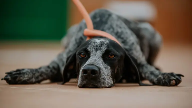 Imagen de archivo del Plan Sensibilizacion Animal San Bartolomé.
