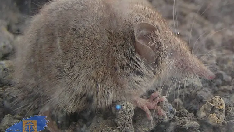 Musaraña. Foto C. Schuster, Banco de Datos de Biodiversidad de Canarias (Biocan).