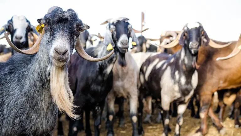 Ganadería de Lanzarote.