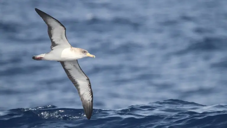 Pardela cenicienta en vuelo. Foto Biocan, M. Gil-Velasco.