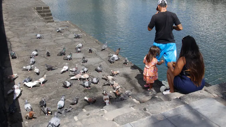 Palomas en el Charco de San Ginés. Foto JL Carrasco.