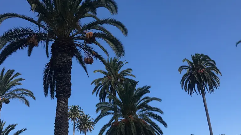 El municipio de Haría resguarda valiosos tesoros de la naturaleza.