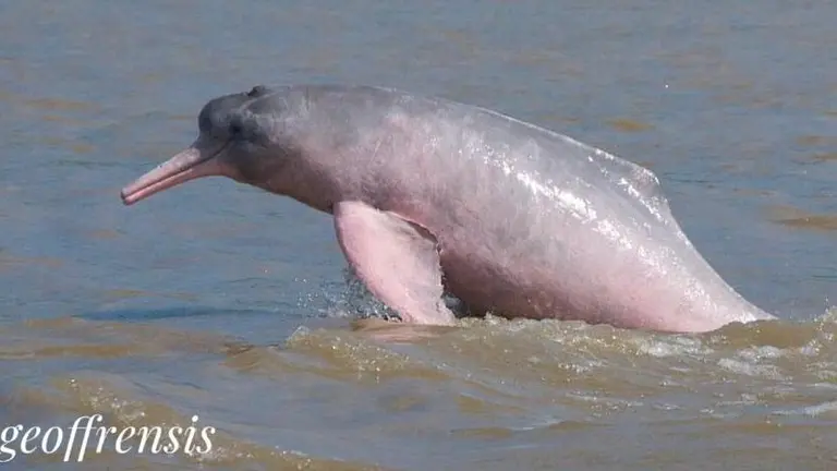 Delfín amazónico.