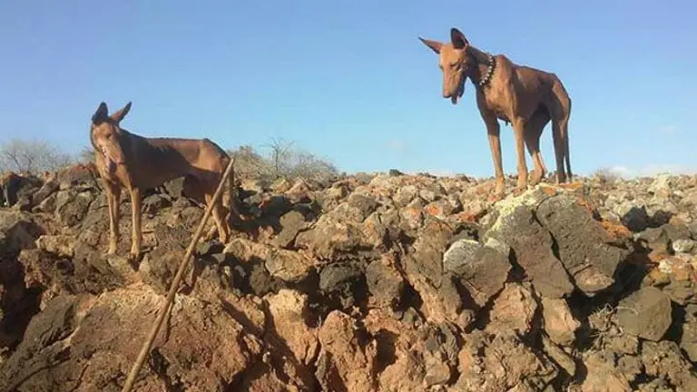 Caza en Lanzarote. Imagen de archivo.
