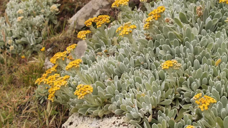 Yesquera amarilla. Foto florafaunalanzarote.blogspot.com