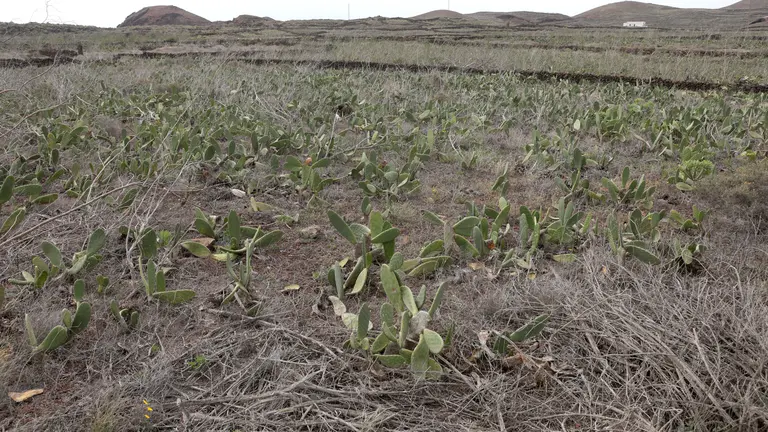 Cultivo de cochinilla abandonado. Foto JL Carrasco.