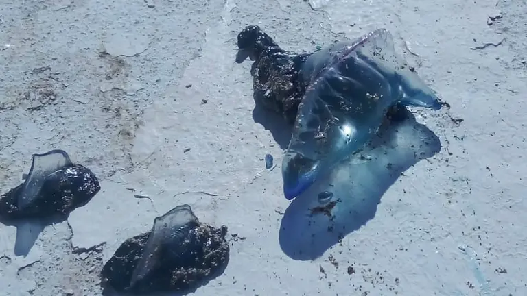 Medusas en la playa de La Garita.
