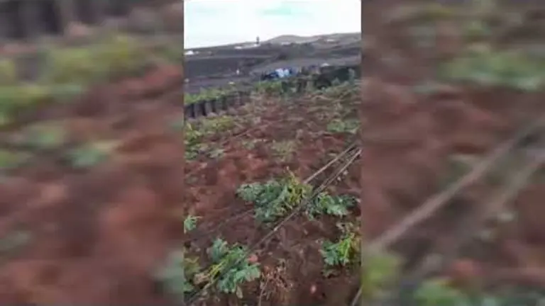 Robo de cultivos en campos de Lanzarote.