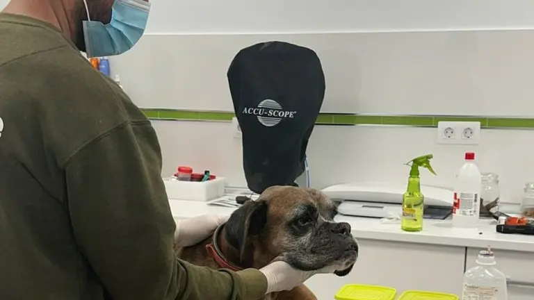 Drago recibe cuidados