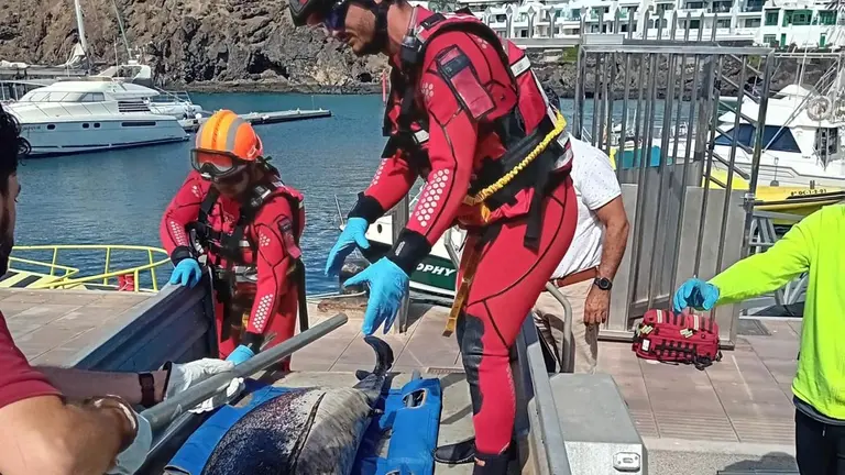 Recate de un delfín fallecido.