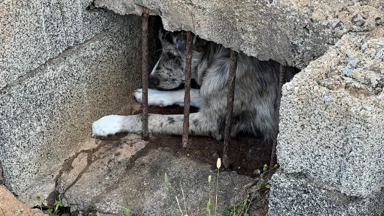 Perro encerrado en aljibe.