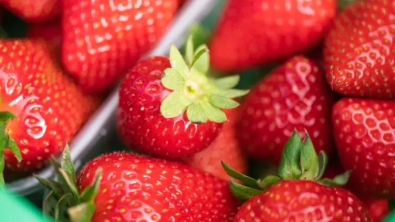 Fresones del proveedor Fresón Isleño (SAT Palmeritas), en Gran Canaria.