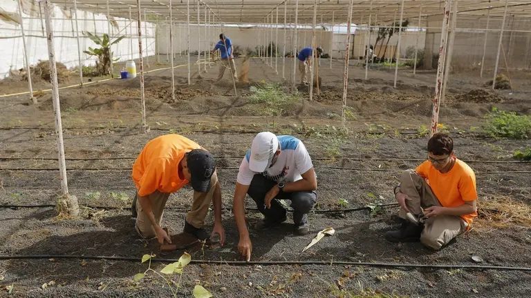 Alumnado de FP del IES Teguise se forman como agricultores en el Centro Agrotecnológico. Imagen de archivo.
