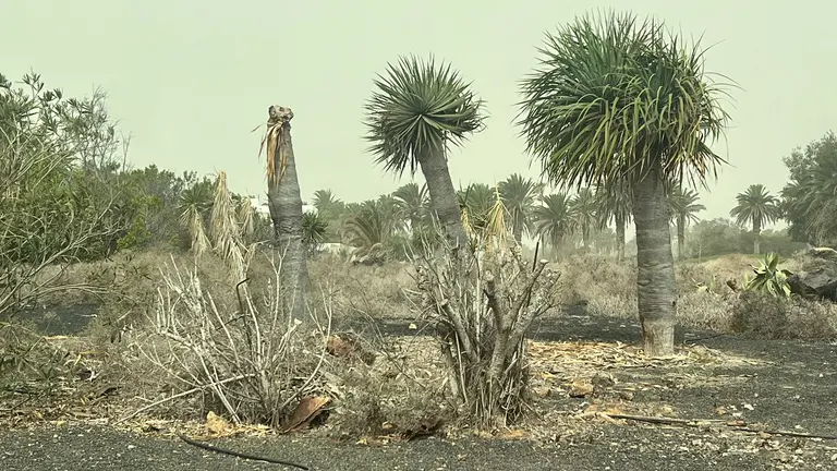 Estado de los Jardines Costa Teguise.