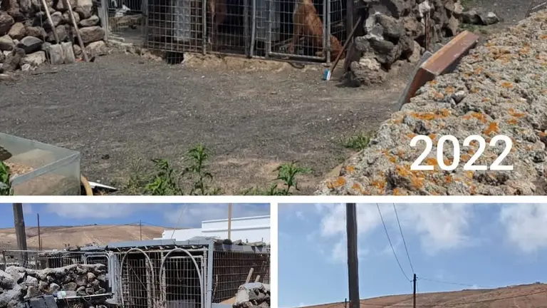 Los perros encerrados en las jaulas en el terreno