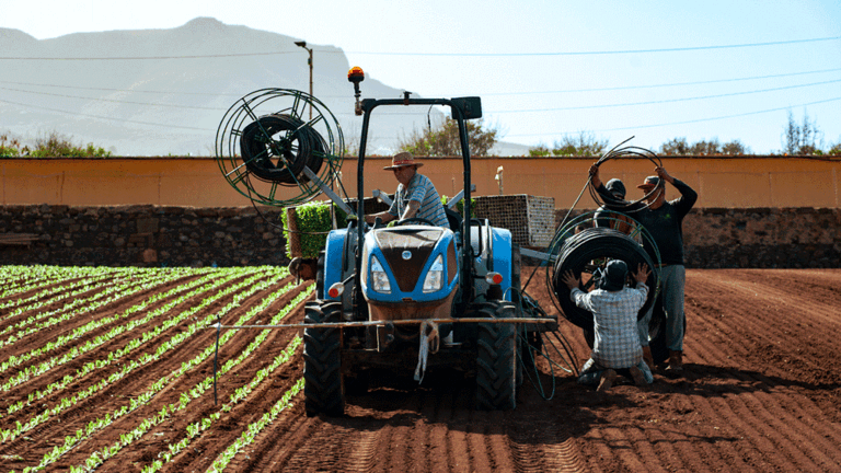 Campo de lechugas del proveedor CS Vidagri.