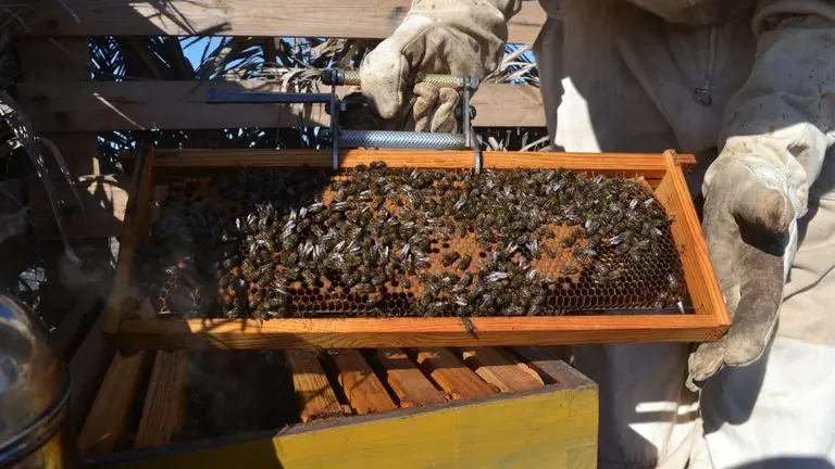Colmena con abejas