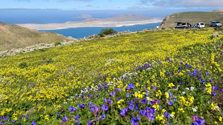 El verde y las flores se han apoderado de Lanzarote