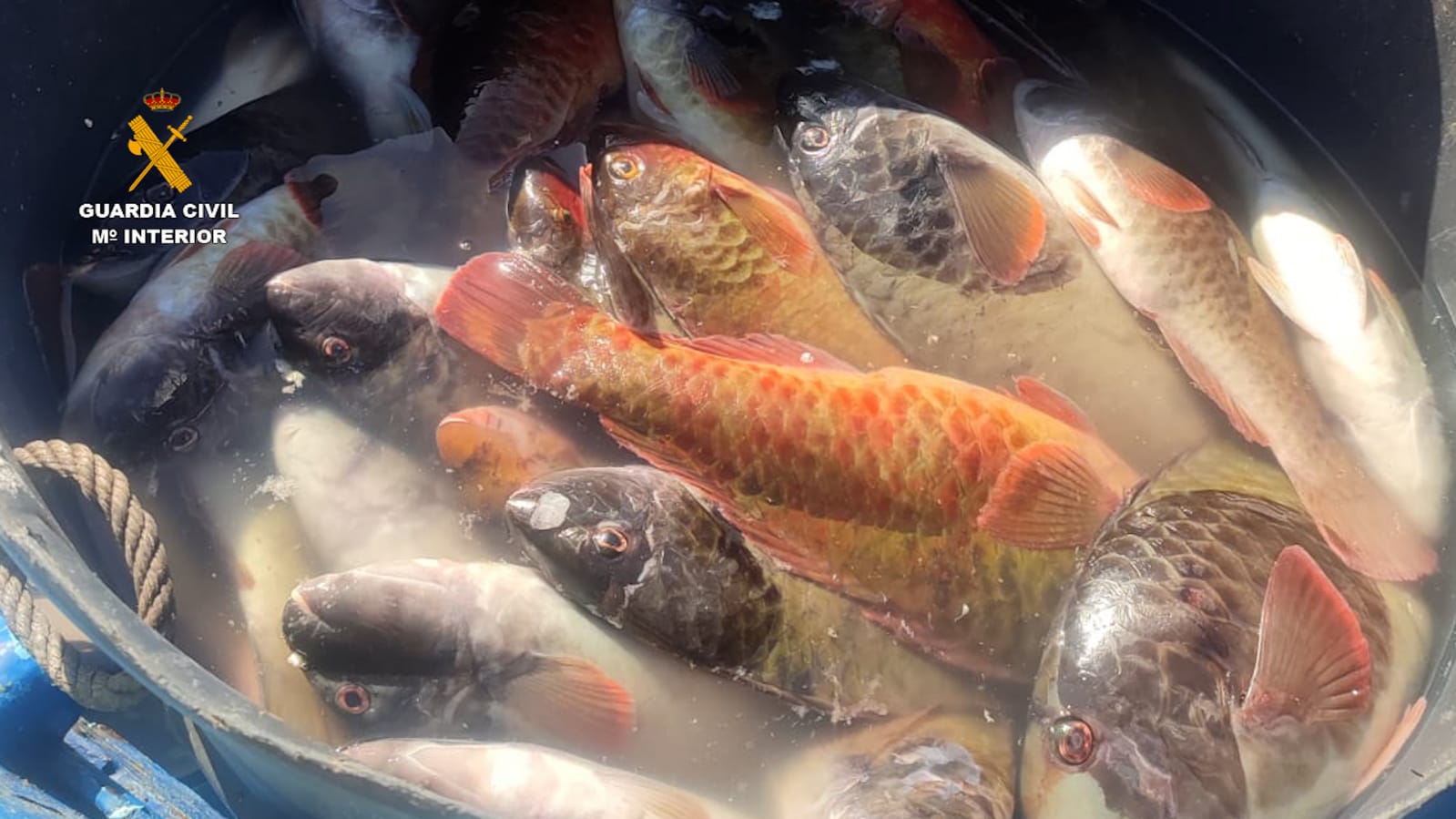 Pesca ilegal en Lanzarote