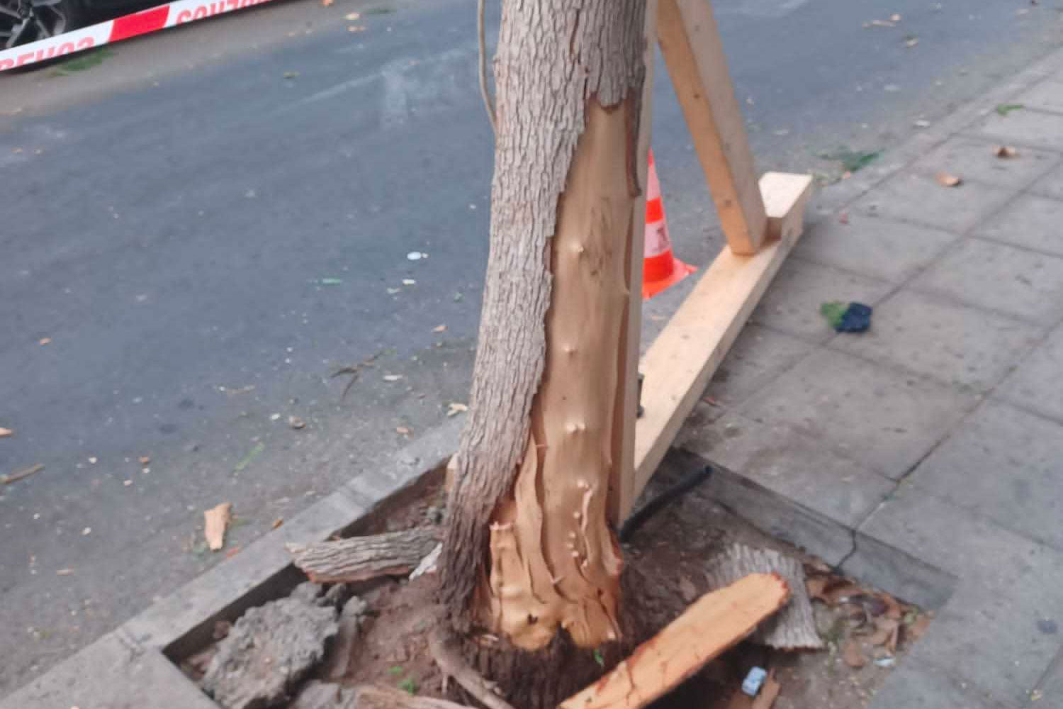 arbol