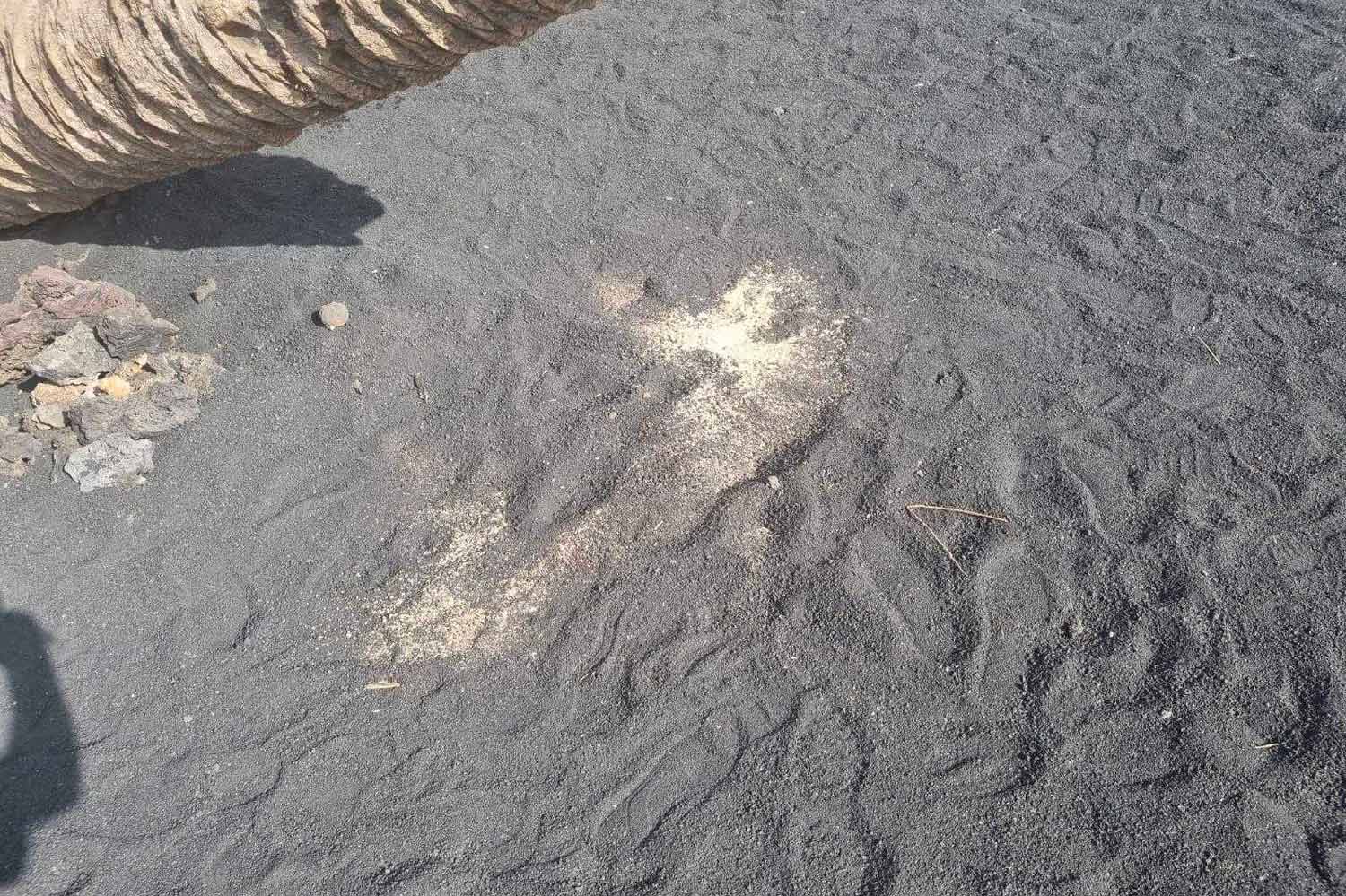 Palmera de Masdache caída