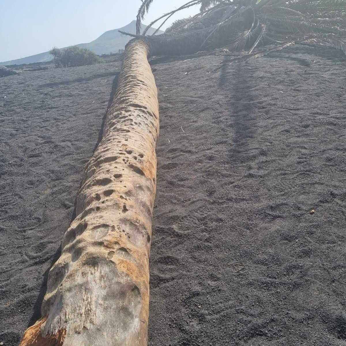 Palmera de Masdache caída