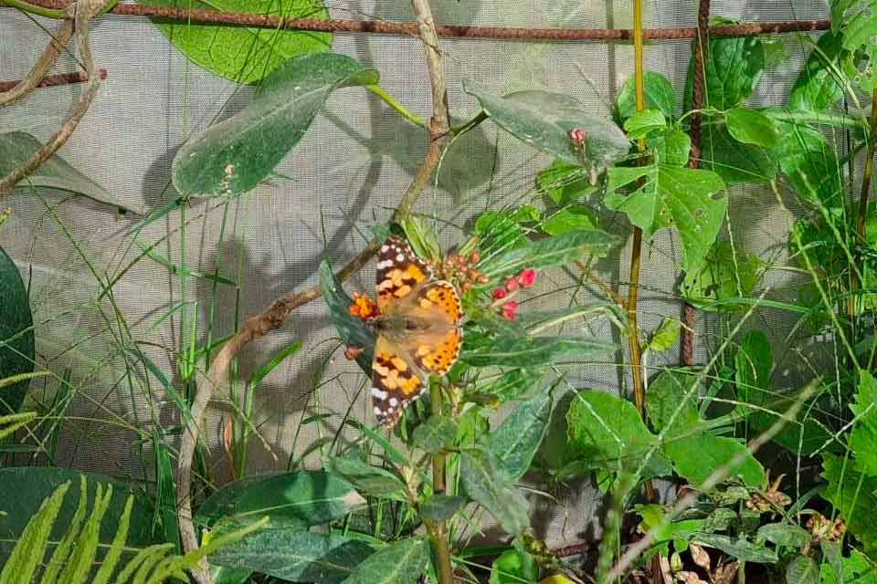 El CEIP Benito Méndez Tarajano construye un mariposario
