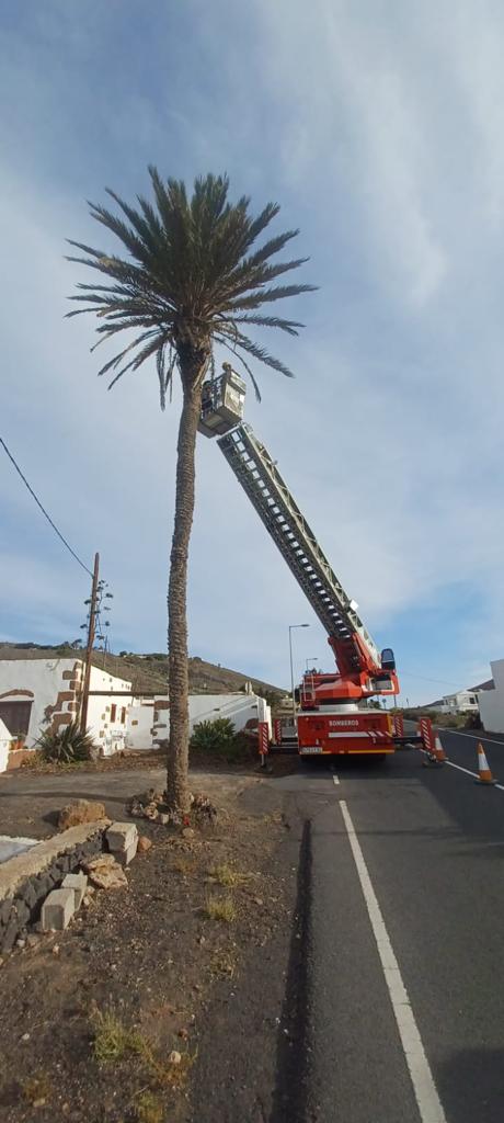 Palmera talada en La Asomada.