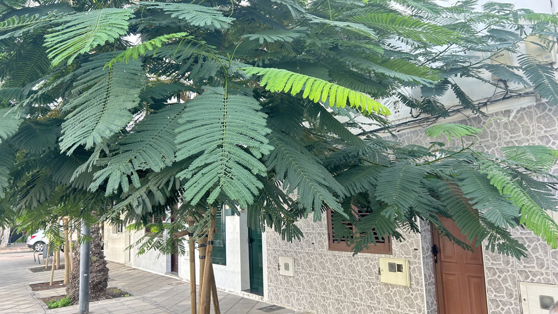 Árbol en Titerroy.