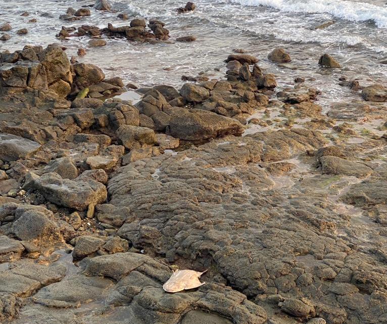 Angelote muerto en la orilla. (1)
