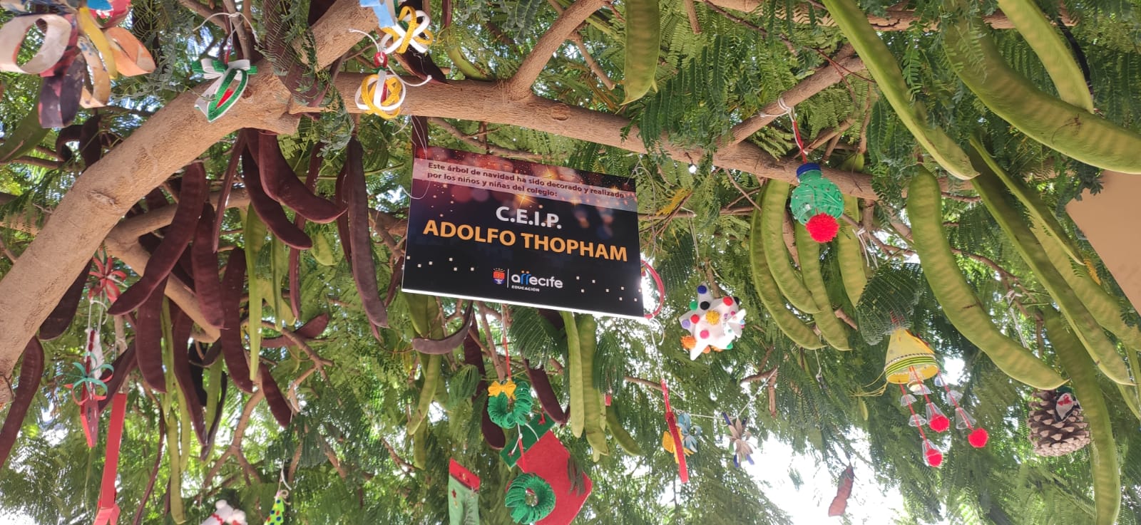 Árboles decorados por los escolares de Arrecife.