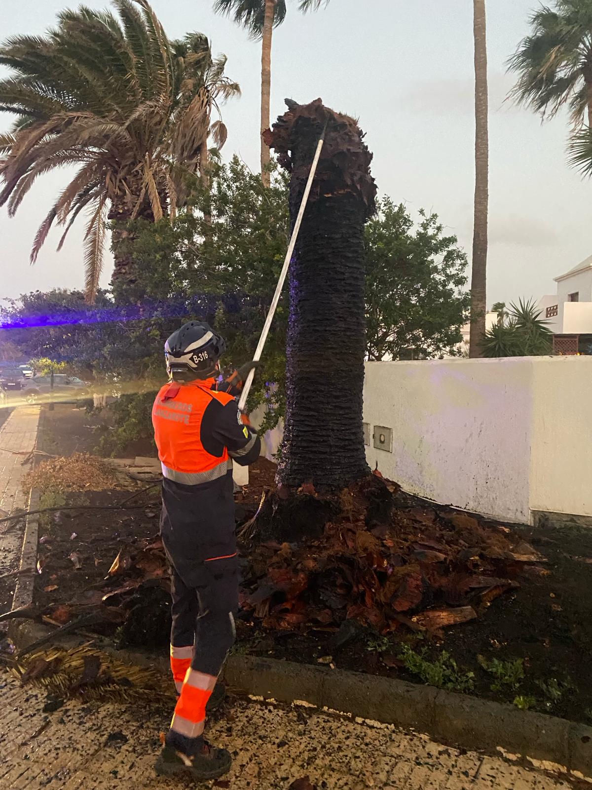 Incendio palmera Costa Teguise