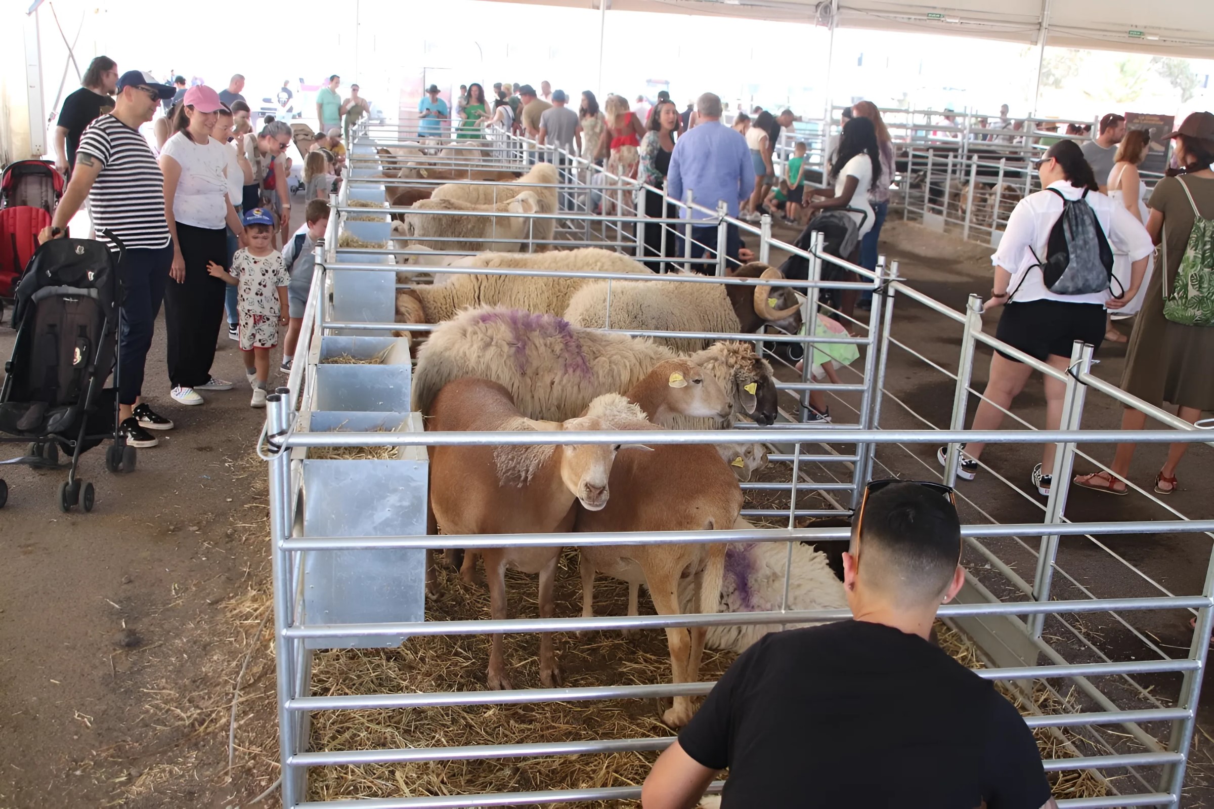 Muestra de Ganado de Uga 2024.