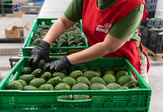 Aguacates del proveedor Agrorincón en Tenerife.