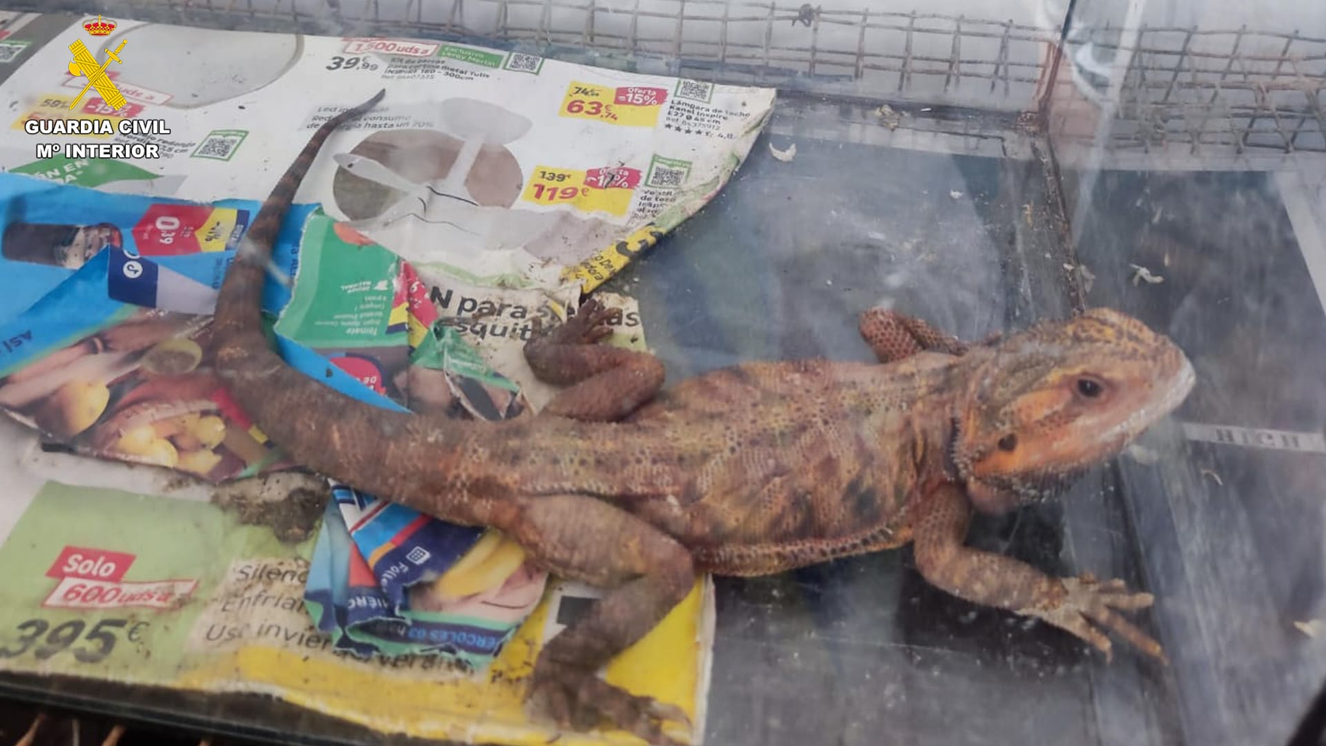 Iguana.