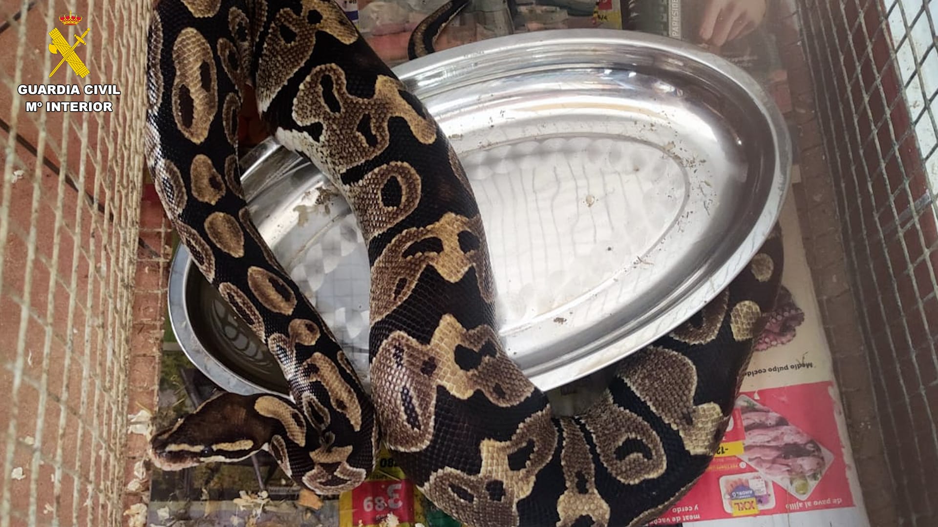 Serpiente.