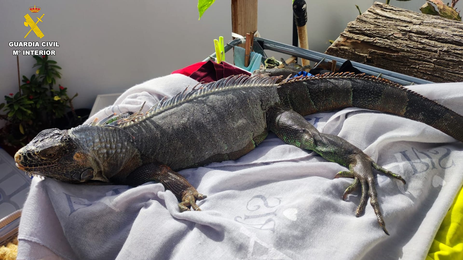Iguana.