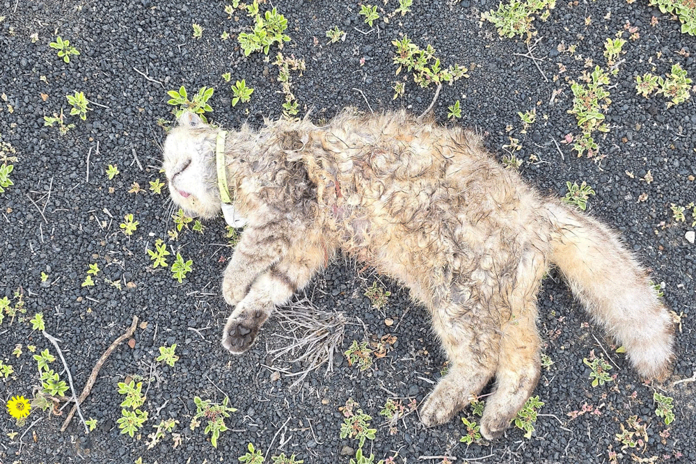 Uno de los gatos muertos