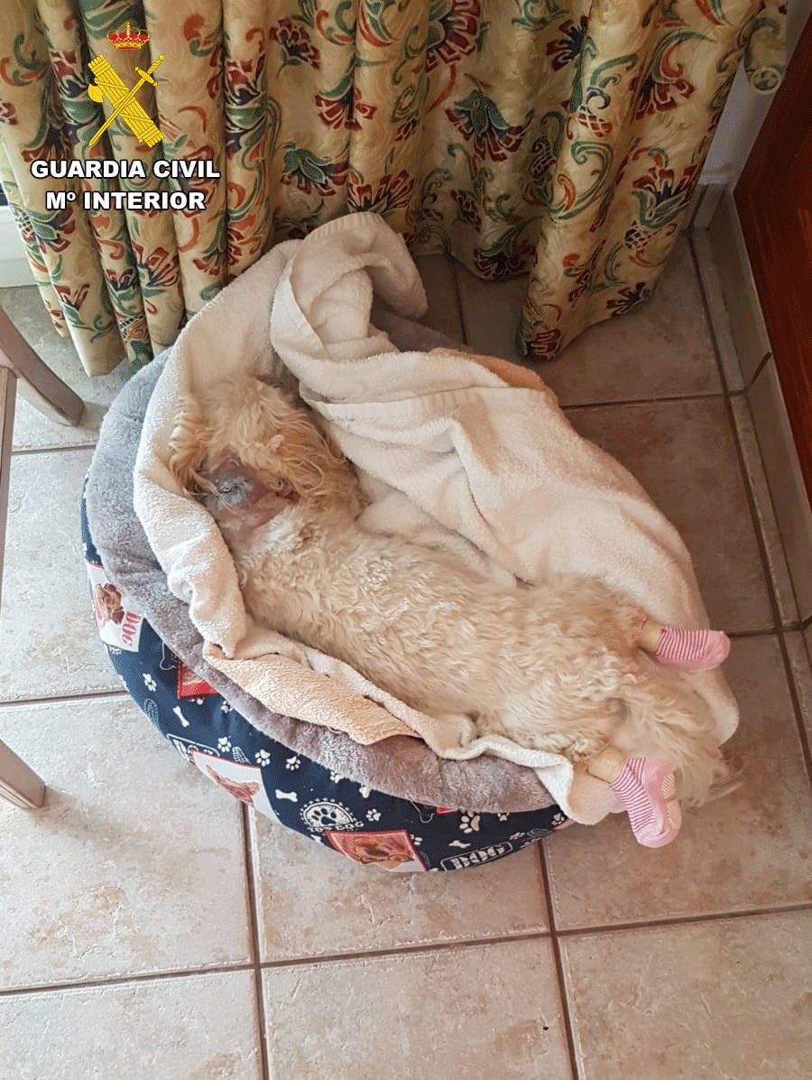 Uno de los perros víctima de maltrato