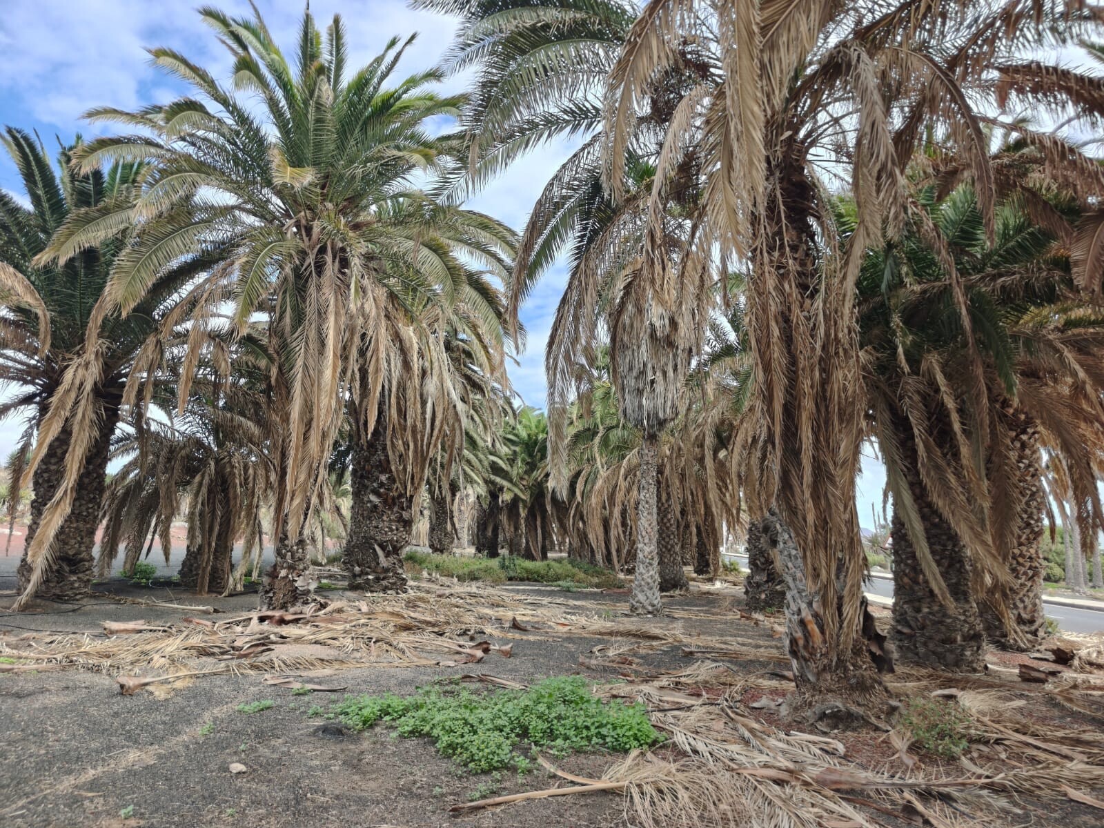 Estado del palmeral del aeropuerto
