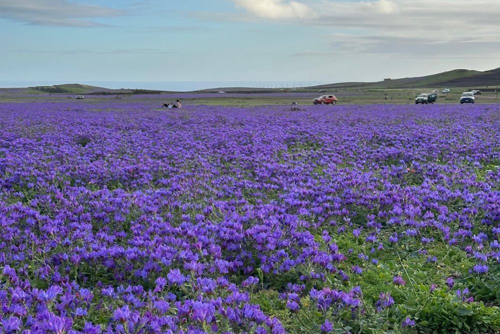 Las flores y el verdes se ha apoderado de Lanzarote